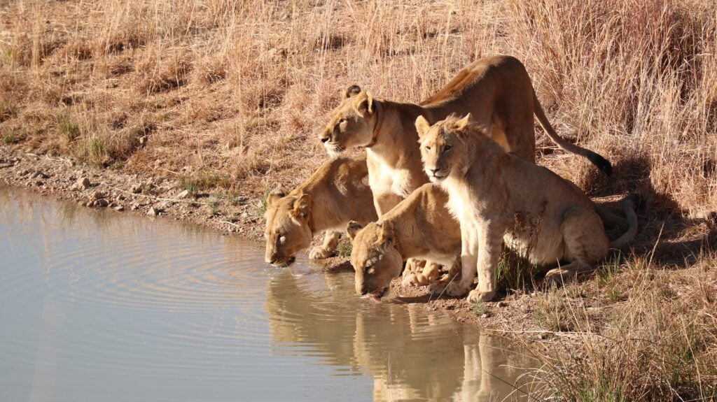 lions drinking water