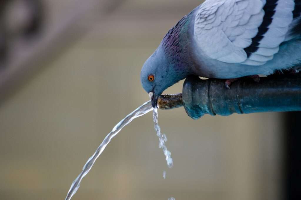 a dove drinking water