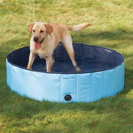 dog playing in water