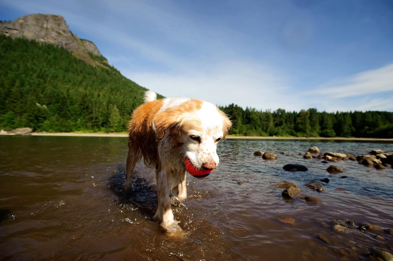 water toys for dogs