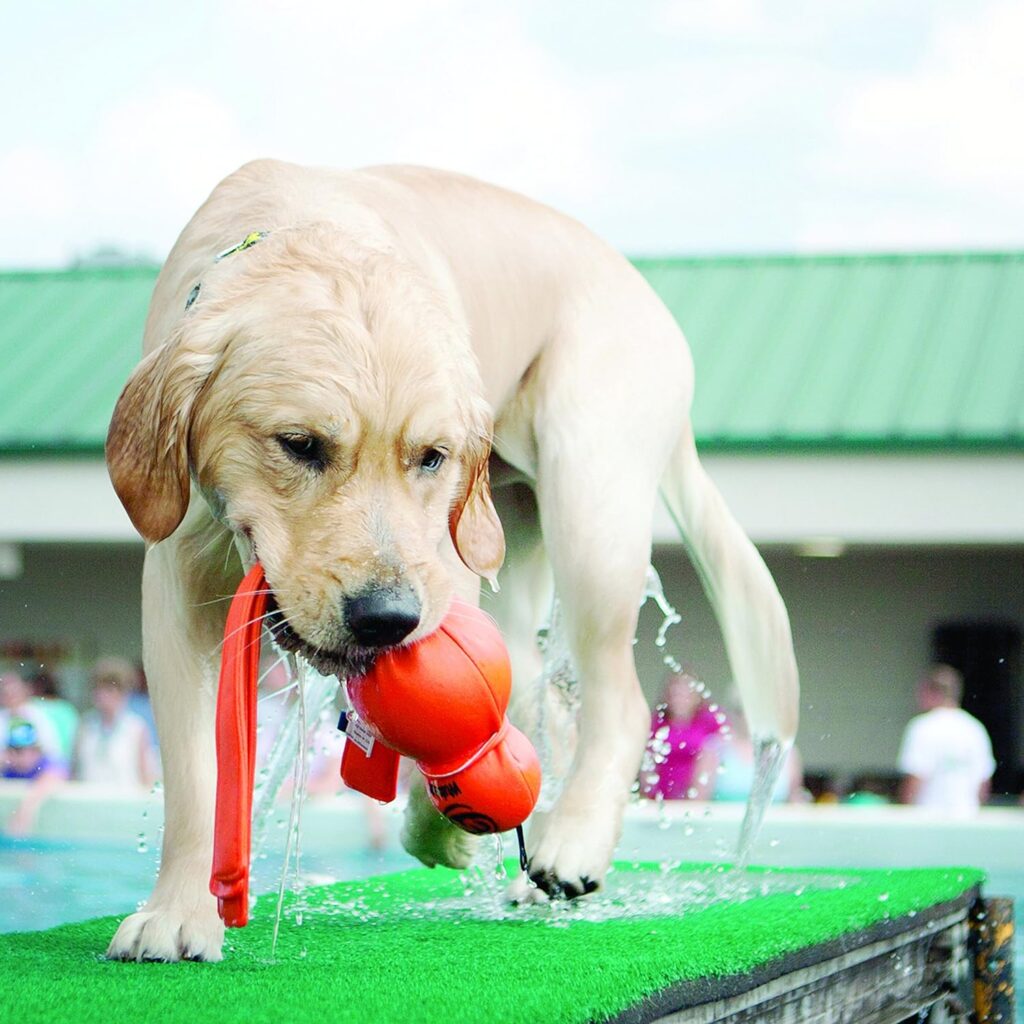 water toys dogs