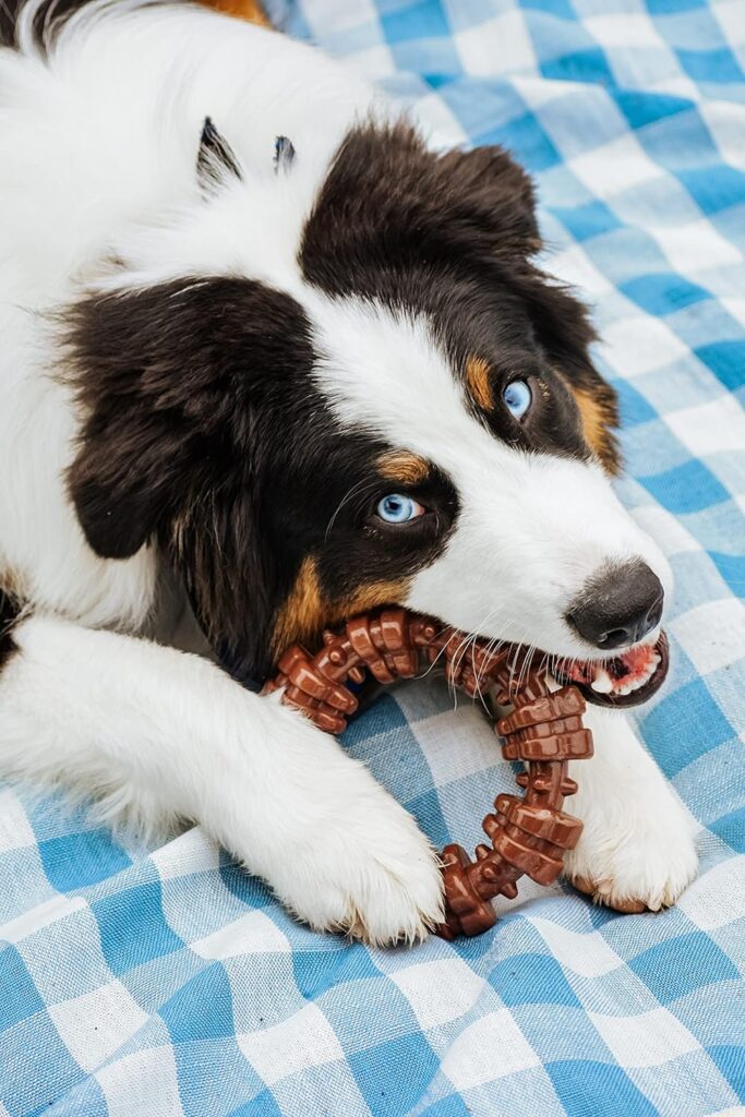 dog chew toy