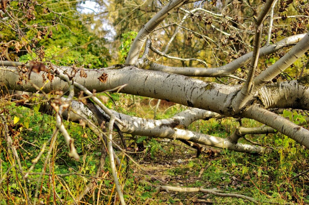 fallen tree